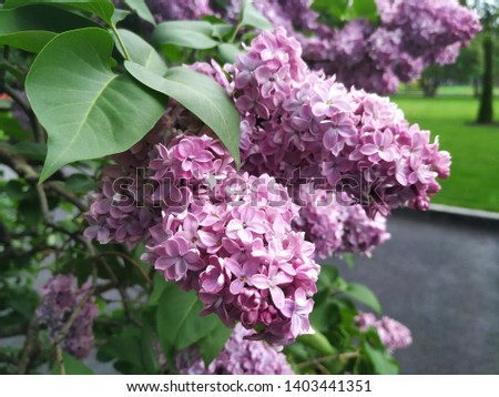 Lilac blooms. A beautiful bunch of lilac closeup. Lilac flowers in the park. Soft focus. - Image