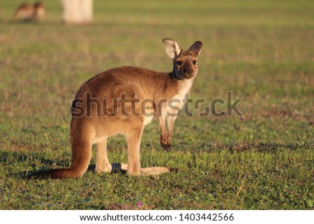 Joey kangaroo at sunset in conservation park.  South Australia.