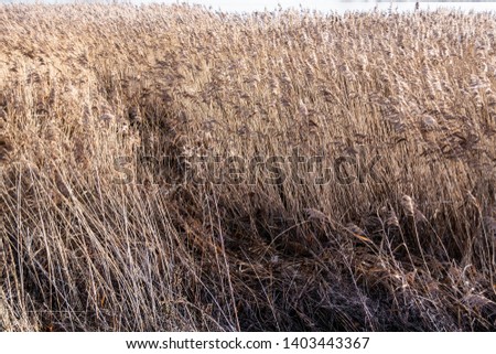 Dry grass scratchy texture - nature abstract background 