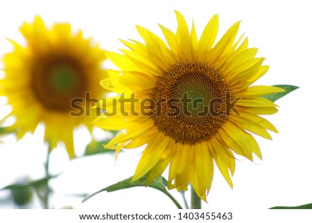 Beautiful yellow sunflowers grow in the field.