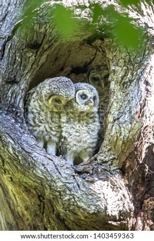 Three baby Barred owls in tree