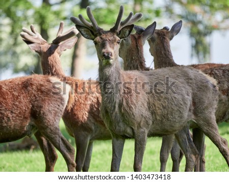 A herd of red deer (Cervus elaphus) grazing in the spring sunshine