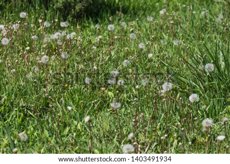 dandelions in the field, green grass, nature, одуванчики в поле