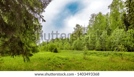 Glade in a mixed forest in summer against the sky