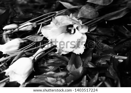 Funeral flowers background. Lisianthus white flowers laying over dark flower petals. Mourning card. Grief loss concept. Black white photo.