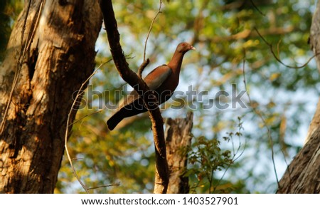 A red-billed pigeon perched in a tree in Guanacaste, Costa Rica.