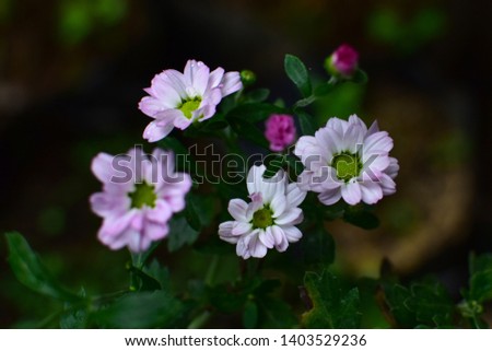 soft focus purple flowers with a dark background in spring