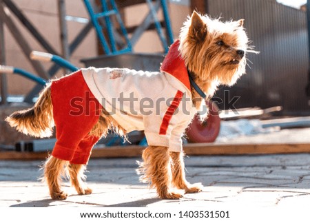 Yorkshire terrier in dog clothes runs on the road next to the co