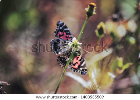 butterfly among the wild flowers of the field in an idyllic luminosity. behind the flower