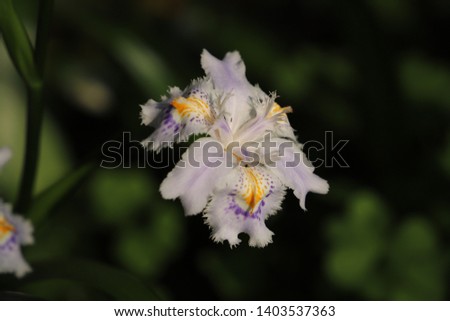 Fringed iris flowers in the field