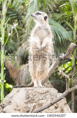 Meerkat Standing Up On Rock