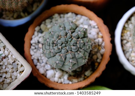 Beautiful and cute cactus in pots