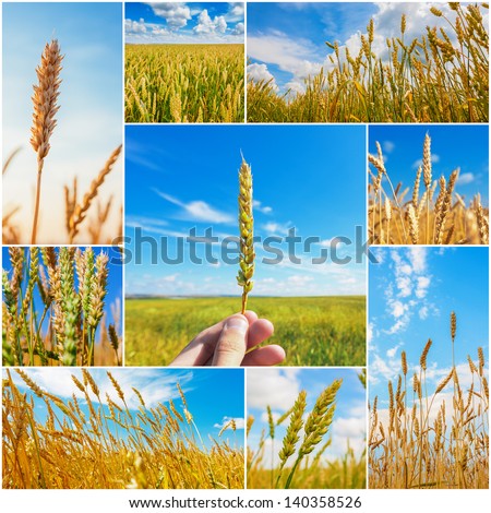 Collage of pictures with wheat ears in summertime