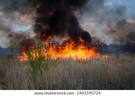 Fire Pictures HD nature ash