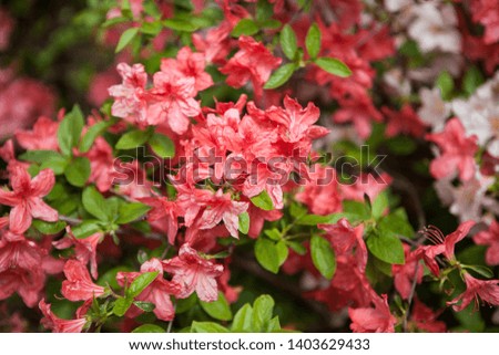 Azalea flowers bush - blossom on nature