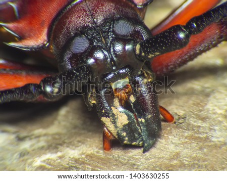 Extreme macro shot eye of Long Horn Beetle ,Giant Long Horn Beetle