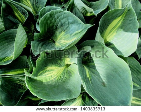 large green leaf background screensaver