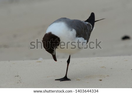 A Laughing Gull looking for it's other foot.