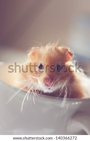 Little hamster posing in the cup