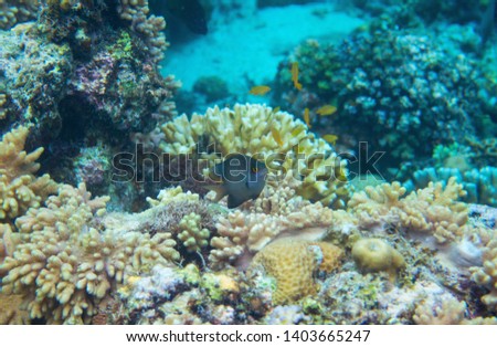 Black dascillus in coral reef underwater photo. Tropical fish in natural environment. Coral fish undersea. Marine animal wildlife. Coral reef ecosystem. Tropical island vacation activity