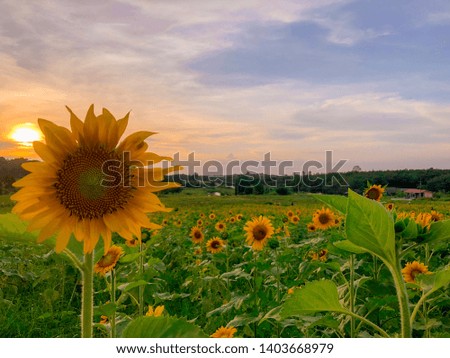 Sunflower fields with sunset and golden sky