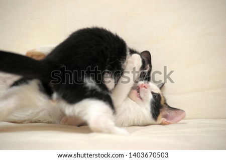 two kittens play together on a light background