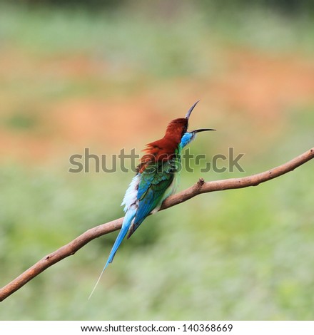 Blue throated Bee eater bird of Thailand background