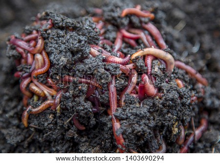 a large group of red worms on earth