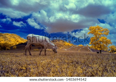 infrared picture landscape nature thailand