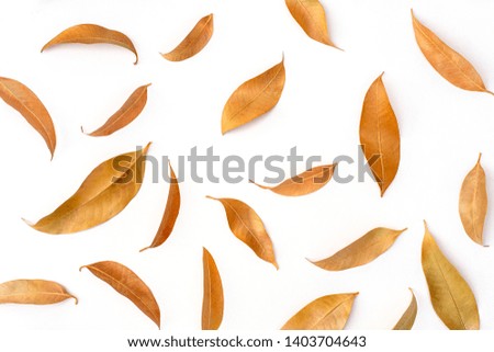 Dry leaf seamless pattern background. Spring summer concept.