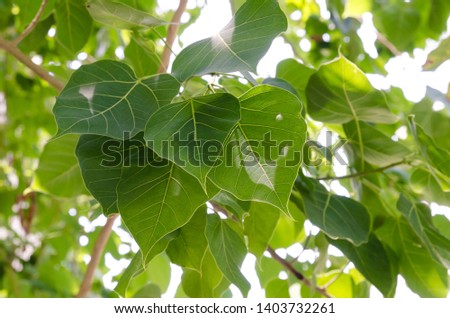 Bodhi leave tree background with sun light