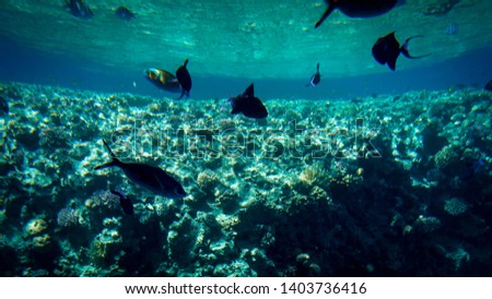 Beautiful underwater image of colorful fishes swimming at big coral reef