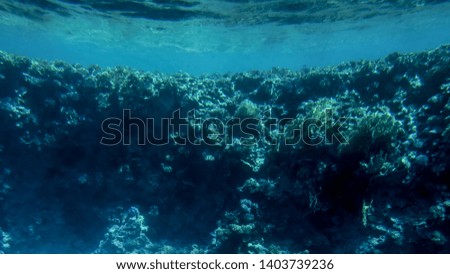 Amazing underwater image of Red sea bottom. Colorful coral fishes and growing reef under water surface