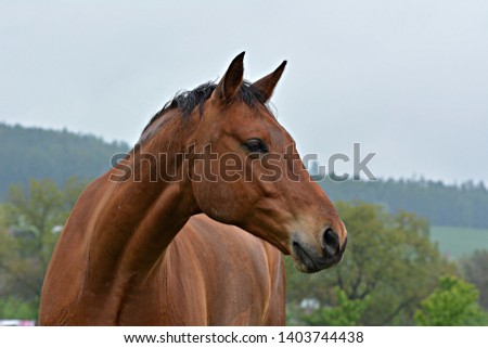 Beautiful head of a brown horse