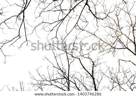 Old black isolated of a branch free