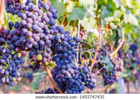 Syrah ( Shiraz ) New vintage wine background concept, close up. Blue Wine grapes on  vine. Dark-skinned variety of grape for red wine,  German Wine Road, Rhineland Palatinate, Germany.  Royalty-Free Stock Photo #1403747435