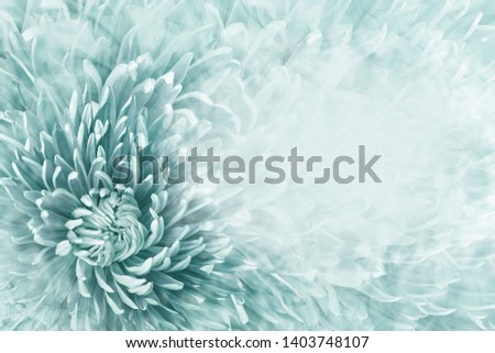 Floral halftone light turquoise background. Flower and petals of turquoise aster close up. Place for text. Nature.