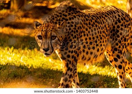 Cheetah with a hypnotizing look and full of beauty