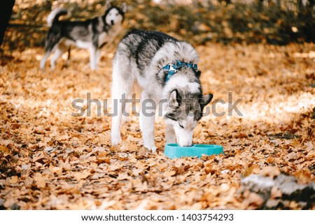 Siberian Husky drinks water from a blue plate in autumn park