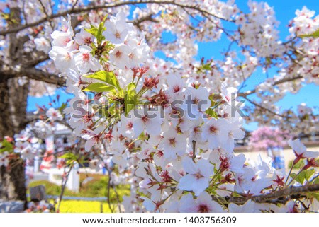 Beautiful cherry blossom or pink sakura flower, spring on the nature background.