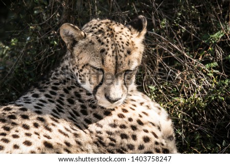 Cheetah resting at a big cat sanctuary