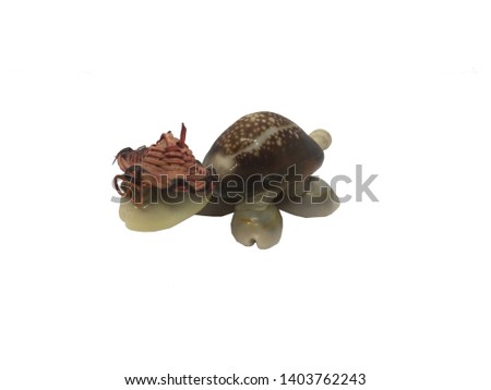toy baby turtle on a white background
