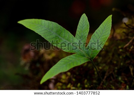 Close up, green fern leave , sprout, isolated on wooden background 
