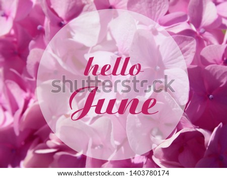 Hello June welcoming card with hand written lettering on natural pink Hydrangea or Hortensia flowers background.Selective focus.