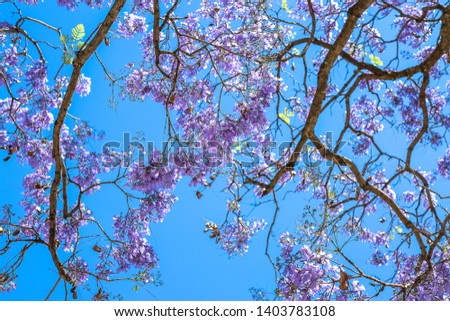 Trees with flowers in colorful Mexico
