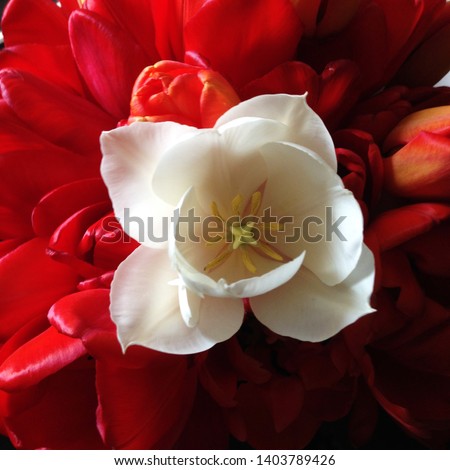 Macro photo nature white and red flowers tulips. Background blooming flowers tulips with open buds.