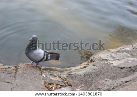 Pigeon walking next to canal.