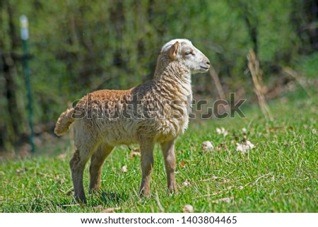 Little brown sheep poses for pictures with his mom.
