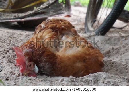 The picture shows hen hatching eggs outside. It was taken in Thailand 2019.