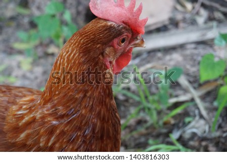 The picture shows hen outside. It was taken in Thailand 2019.